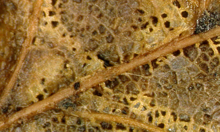 Recyclage de la matière organique dans la forêt - Action des mycéliums - 3mn 54s